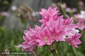 祝福的顺口溜