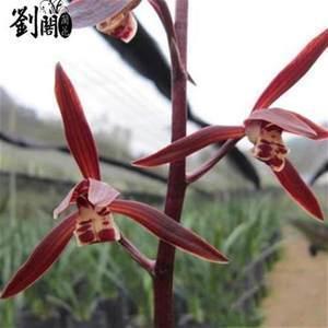 豆萁相煎