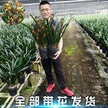 纤枯