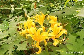 端午节的祝福语简短一点汇总73句