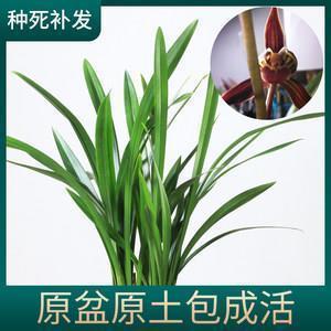 蹑失