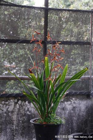 2021最新健身的句子(精选79句)