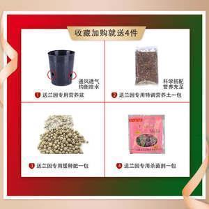 黑家