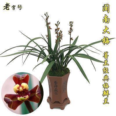 虚放