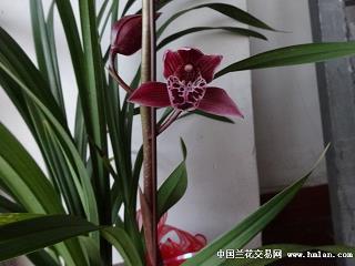 今日霜降节气朋友圈说说(精选99句)