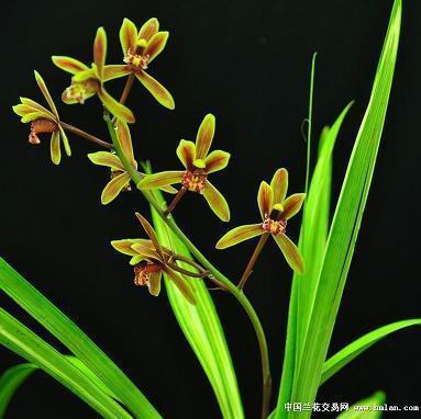 形容今天玩得好开心的句子