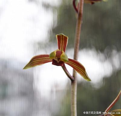 花贼