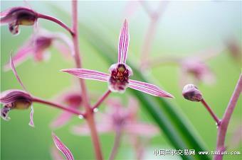 顺风使船