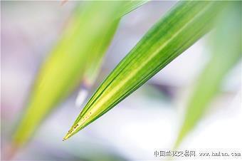 衬托