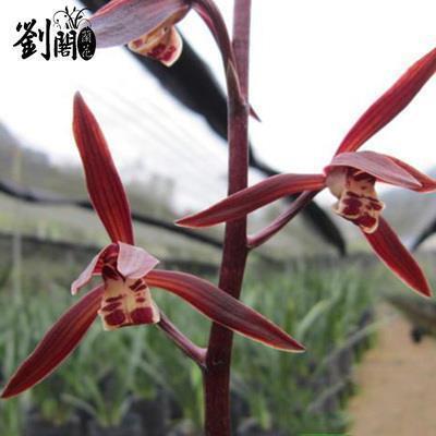 2020冬至时节简短关心的祝福语