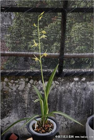 2021母亲节微信朋友圈高赞感动祝福语精选72句