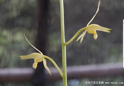 脱败