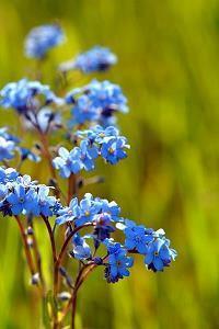芳规