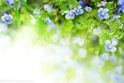 蒴