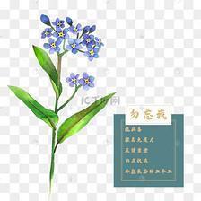 鹎鵊