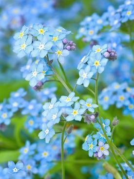 2021牛年春节简短优美祝福语