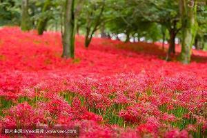 蕽