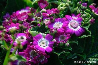 母亲节写给妈妈的贺卡祝福语精选70句