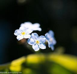 龙章麟角