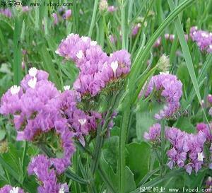 八个字激励短句 致自己的人生格言简短(精选60句)