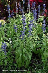 2021三八妇女节唯美祝福一句话 2021最新妇女节祝福语优美