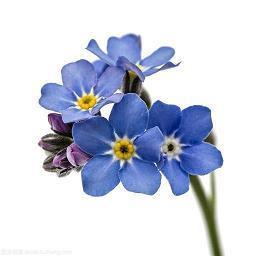 伤感情话短句给女生