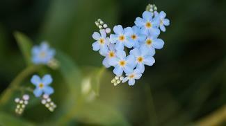 鸡蒙