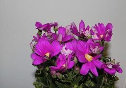 圣诞节祝福语简短一句话2021年(精选65条)