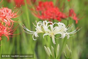 描写桃花的优美说说句子