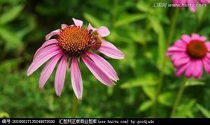 无偏无倚