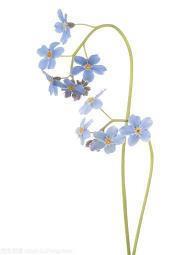 很暖心但又心酸的说说：我是困不住的野马，却想做你怀里的猫