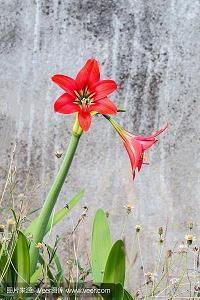 描写兰花的句子带图片