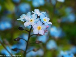 2021清明节寄哀思的经典问候语