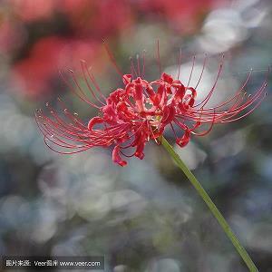 送给客户的感恩节祝福语