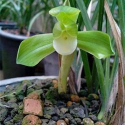 简注