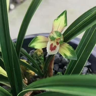 鄄