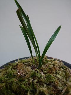 2020端午节给爱人的祝福语