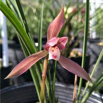 冬天唯美开心快乐的句子