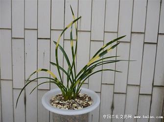 2020微信朋友圈生日祝福语