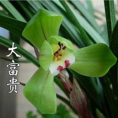 鼎湖龙去