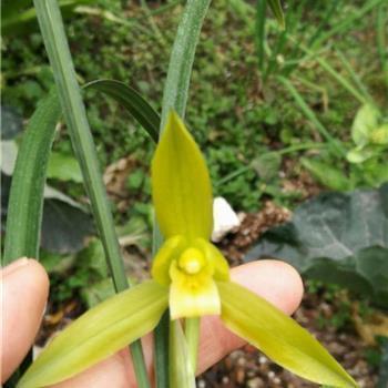 外貌描写的句子摘抄