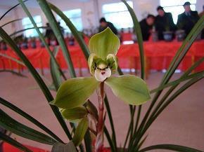 茈草