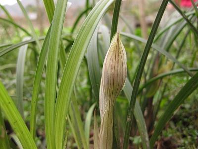 2020年元宵节给上级的祝福语