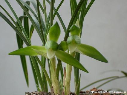 2020朋友生意开业祝福语