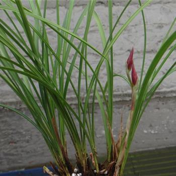 2021年清明节微信朋友圈高赞祝福文案