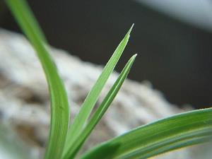 龙奥