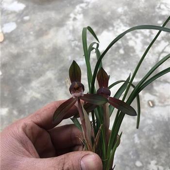 饮恨而死