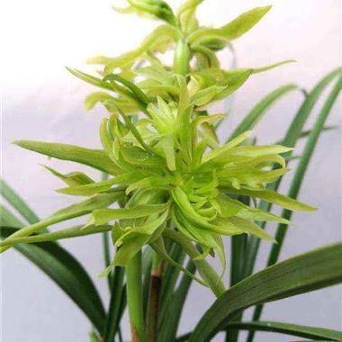 2022妇女节的简短祝福语一段话(精选114句)