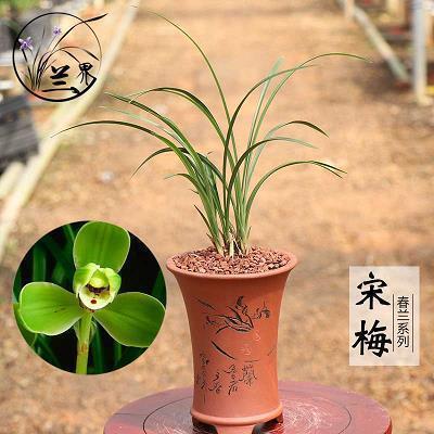 2021夏至时节暖心祝福寄语推荐66句