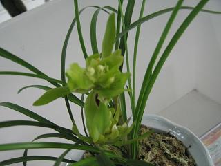 强非